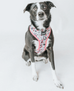 Arnés para perros Sassy Woof Disney Minnie Mouse y Daisy Duck - Imagen 4