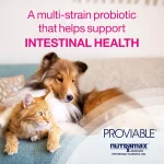 Proviable-DC Nutramax Suplemento Probiótico y Prebiótico para Perros y Gatos: Salud Digestiva y Equilibrio de la Flora Intestinal (30 Cápsulas) - Imagen 9