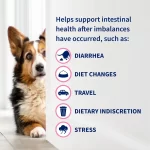 Nutramax Proviable Suplemento de Salud Digestiva para Perros: Probióticos y Prebióticos para el Equilibrio Intestinal, 60 Tabletas Masticables - Imagen 5