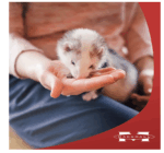 Marshall Ferret Lax Hairball y remedio de obstrucción para hurones, 3 onzas - Imagen 4