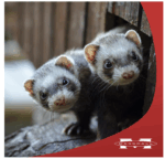 Marshall Ferret Lax Hairball y remedio de obstrucción para hurones, 3 onzas - Imagen 5