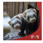 Espuma desodorante y desenredante natural de aloe Marshall - Imagen 5